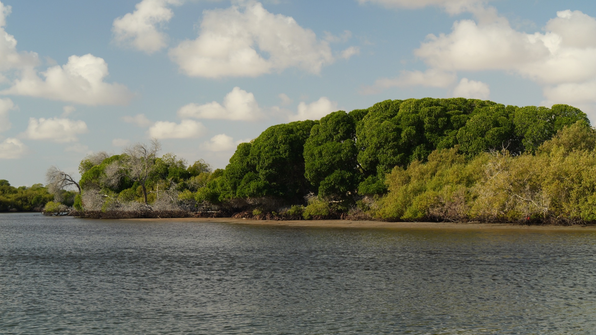 Mangrove de Godoria vue depuis l’eau