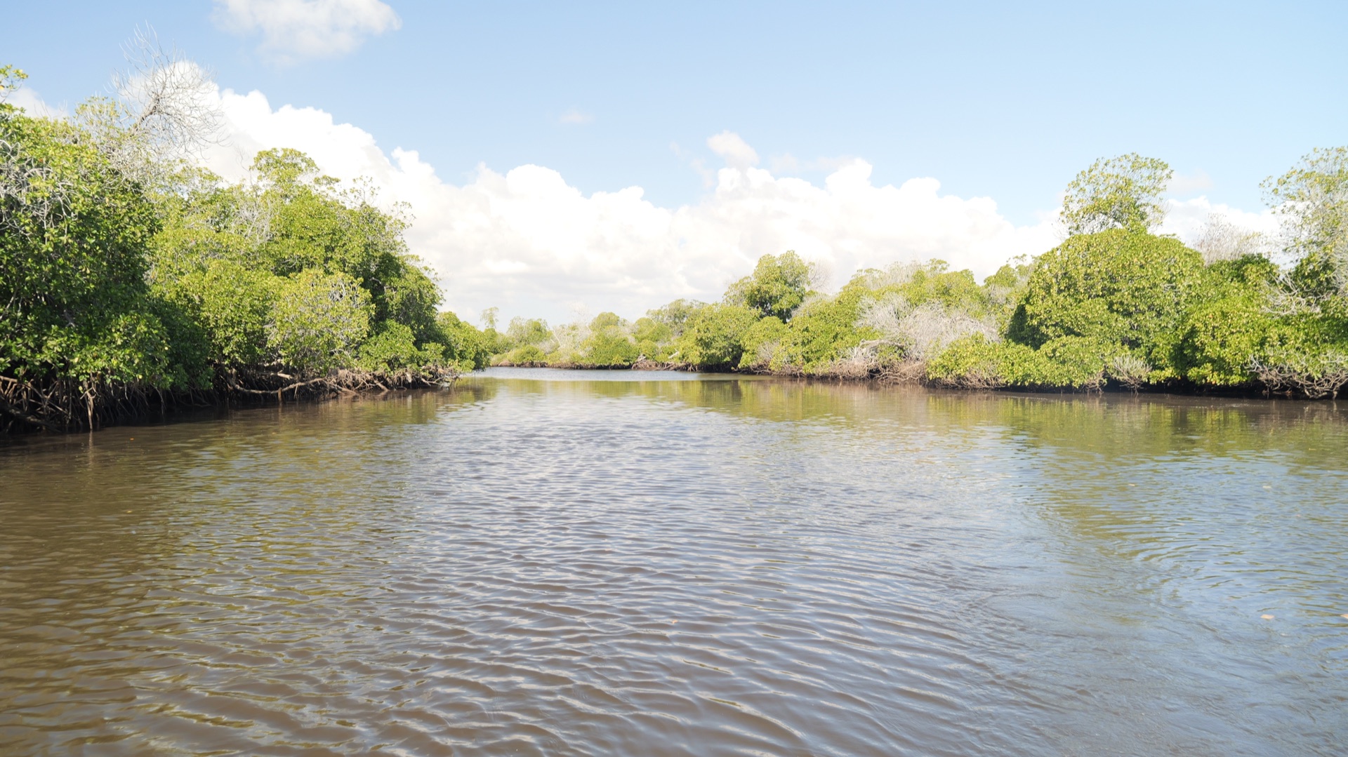 Canal dans la mangrove de Godoria