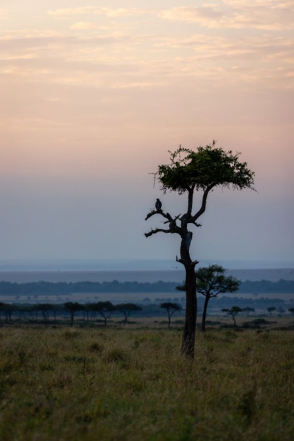 Arbre dans la lumière dorée d'un paysage africain (photo CC0)